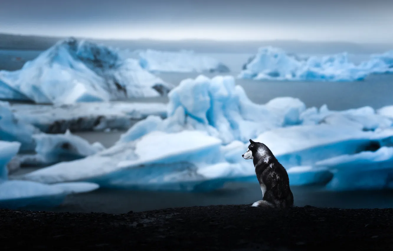 Photo wallpaper dog, ice, husky