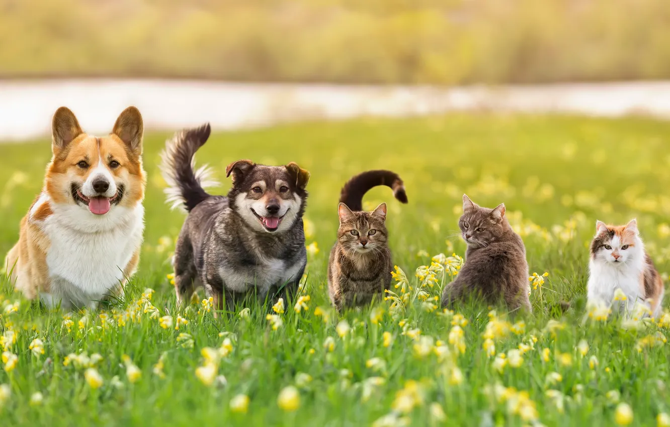 Photo wallpaper field, cat, dogs, cat, look, cats, flowers, nature