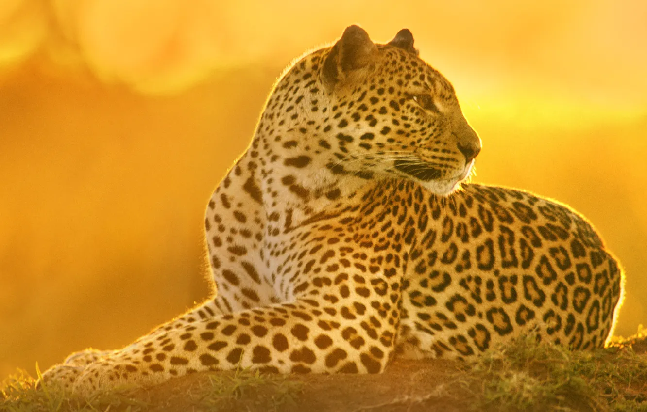 Photo wallpaper cat, predator, leopard