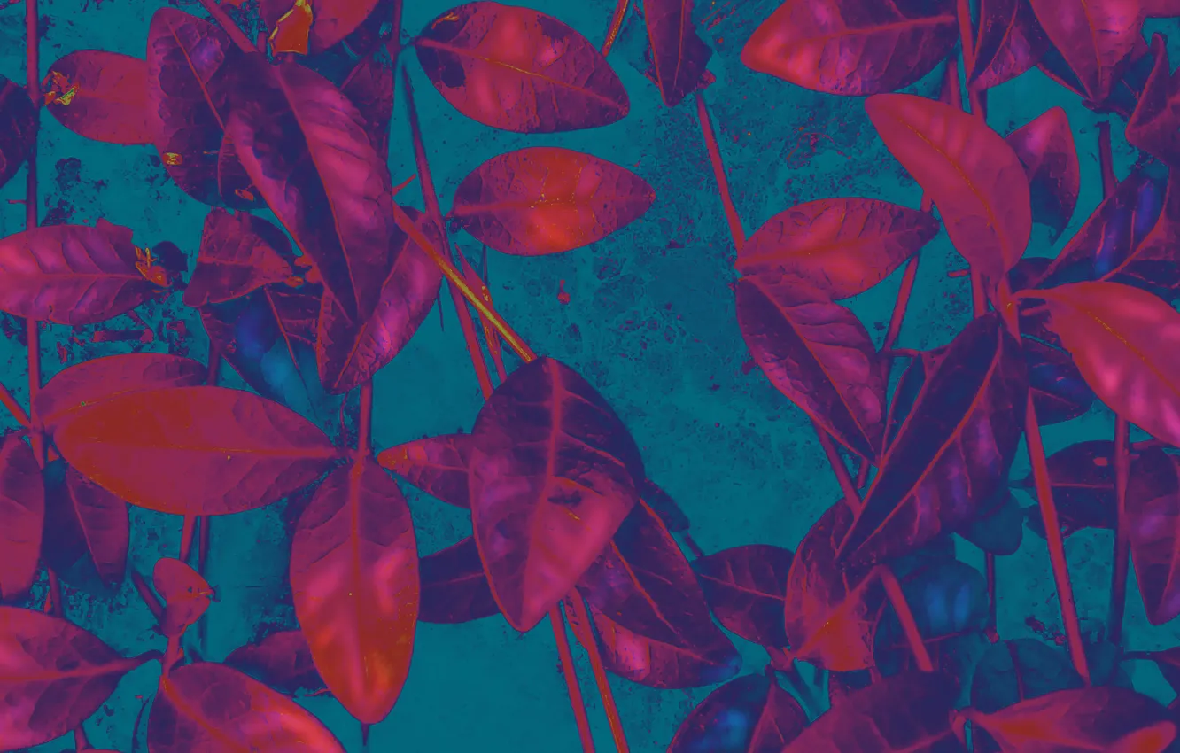 Photo wallpaper leaves, plant, color