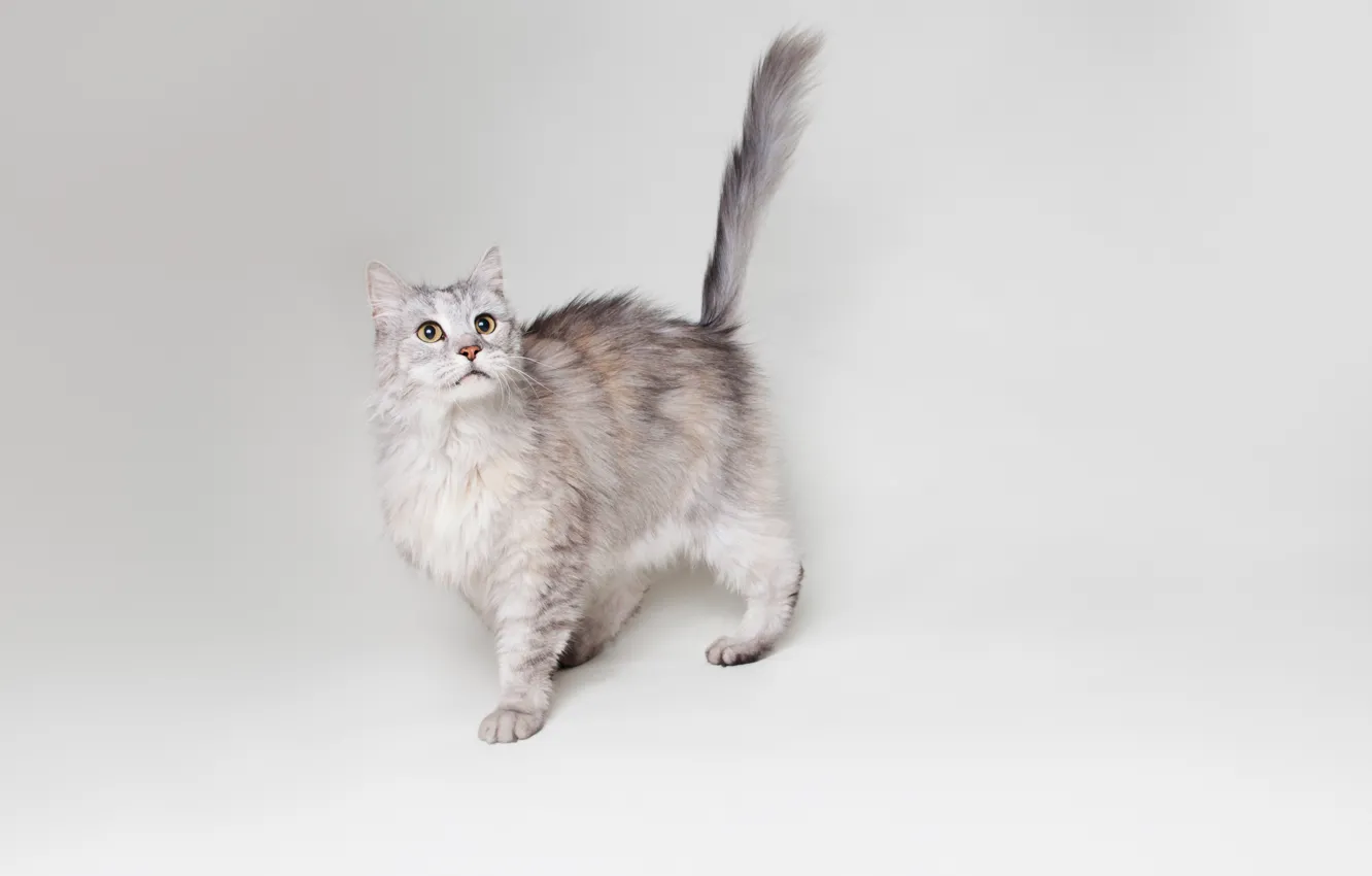 Photo wallpaper cat, cat, grey, background, widescreen, Wallpaper, wallpaper, widescreen