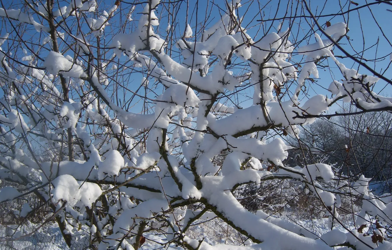 Photo wallpaper winter, snow, trees, Meduzanol ©