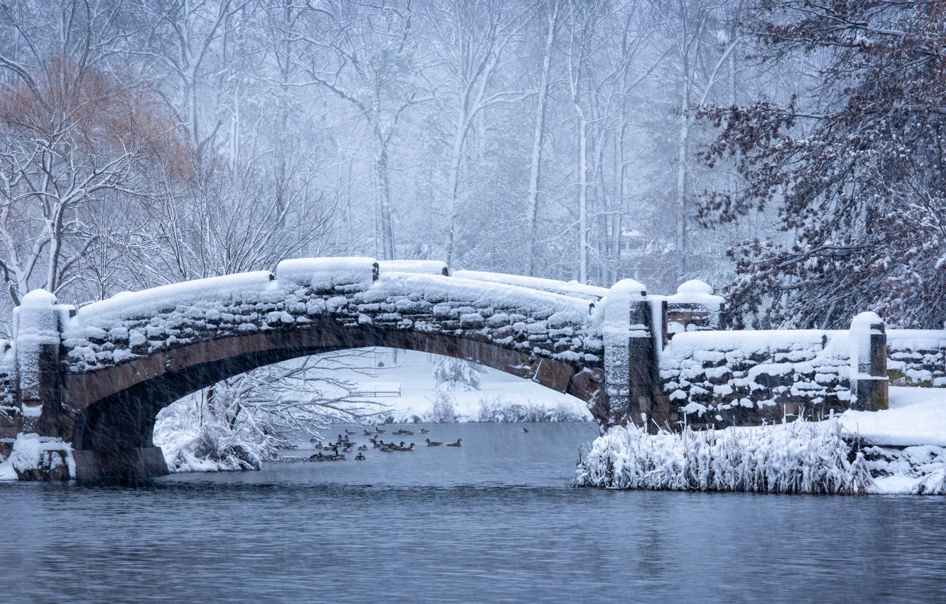 Photo wallpaper winter, frost, forest, snow, trees, branches, bridge, pond