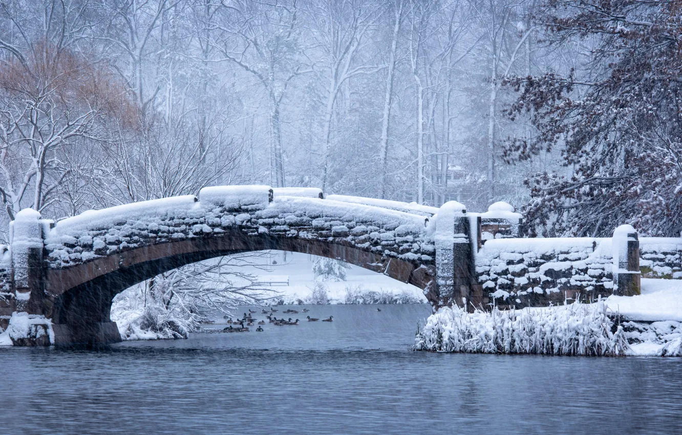 Photo wallpaper winter, frost, forest, snow, trees, birds, branches, bridge
