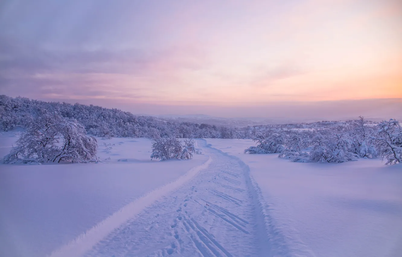 Photo wallpaper winter, road, forest, snow, trees, traces, Russia, Murmansk oblast