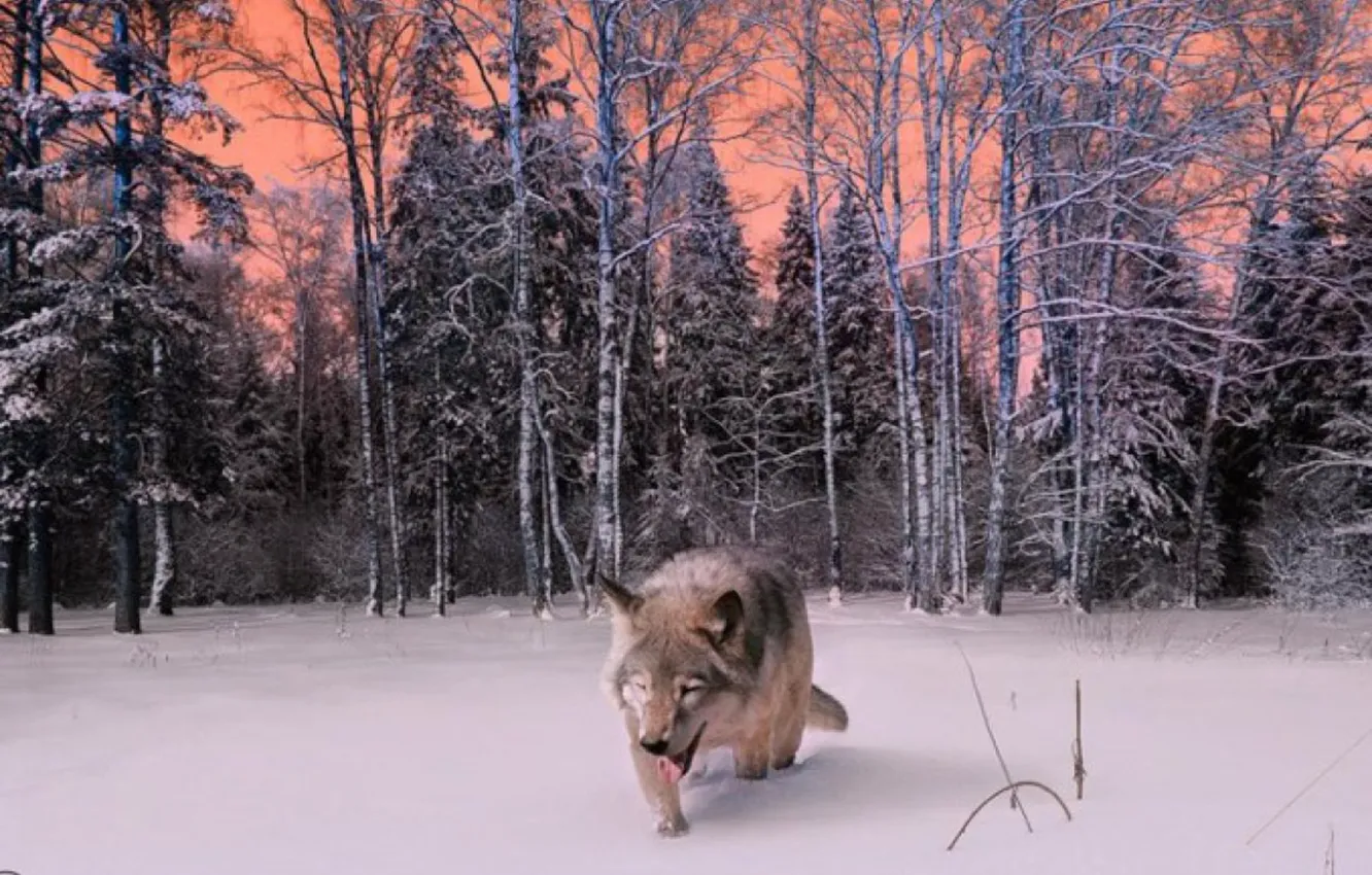 Photo wallpaper Predator, nature, animal, wolf, wildlife, portrait, portrait., Canis lupus. face