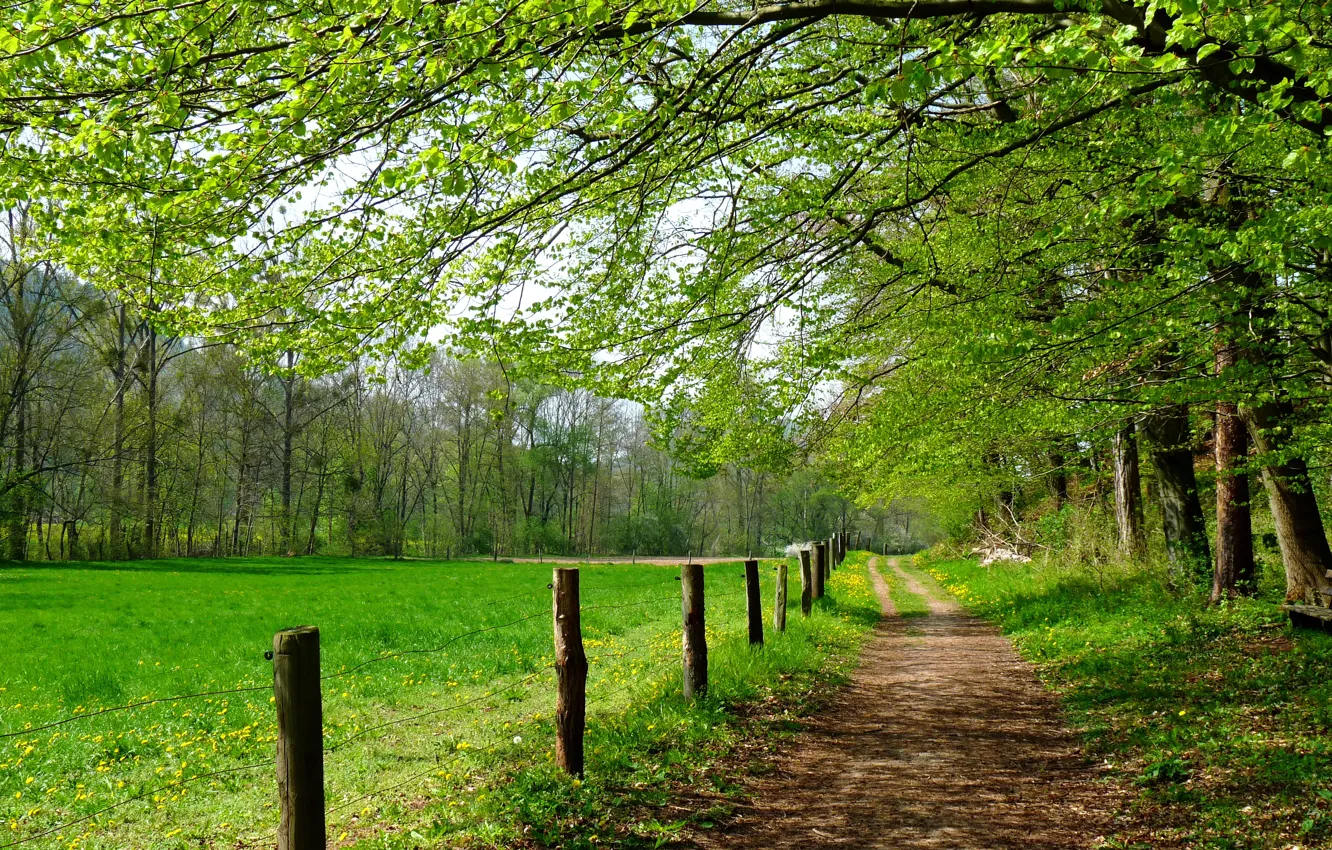 Photo wallpaper Grass, Spring, Trees, Trail, Nature, Grass, Green field, Trees