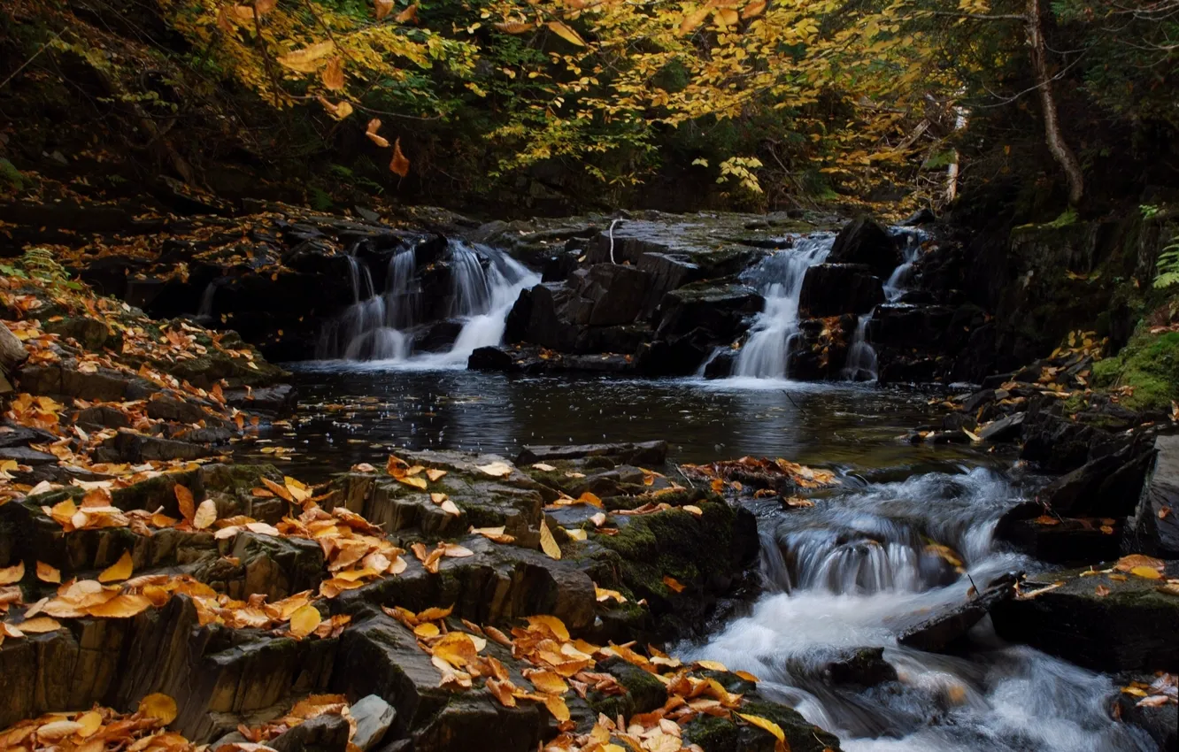 Photo wallpaper autumn, forest, leaves, river, Canada, Canada, cascade, Nigadoo river