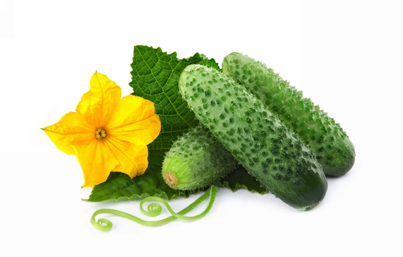Photo wallpaper leaves, flowers, cucumbers