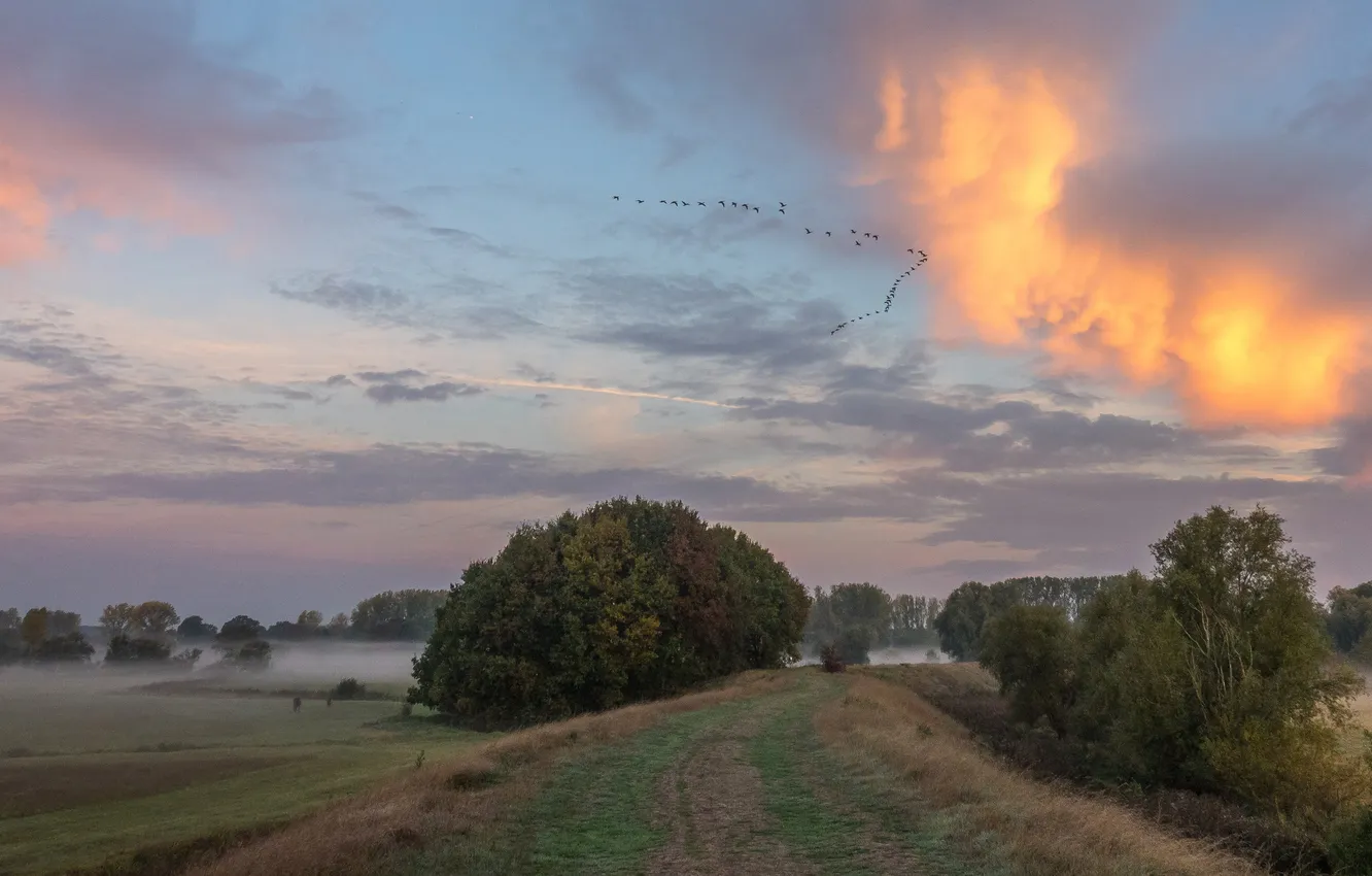 Photo wallpaper field, forest, clouds, trees, fog, bird, pack, morning