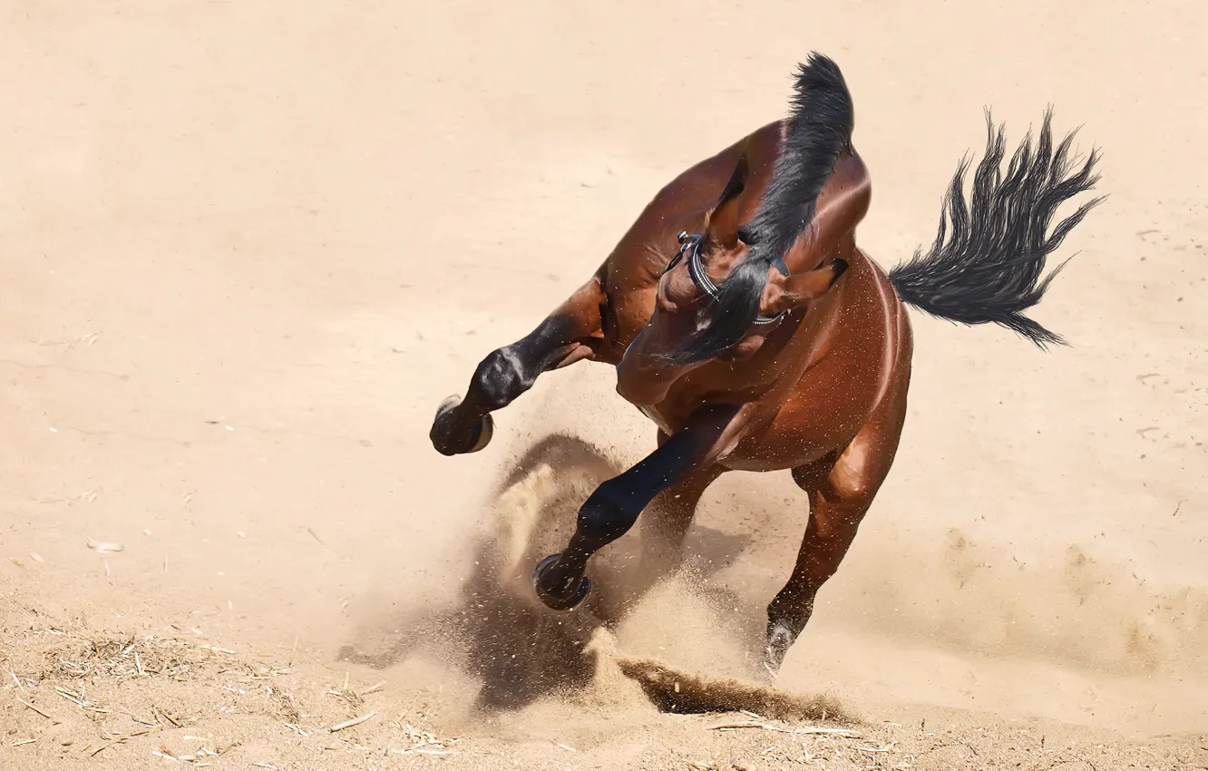 Photo wallpaper sand, face, nature, pose, background, movement, horse, desert