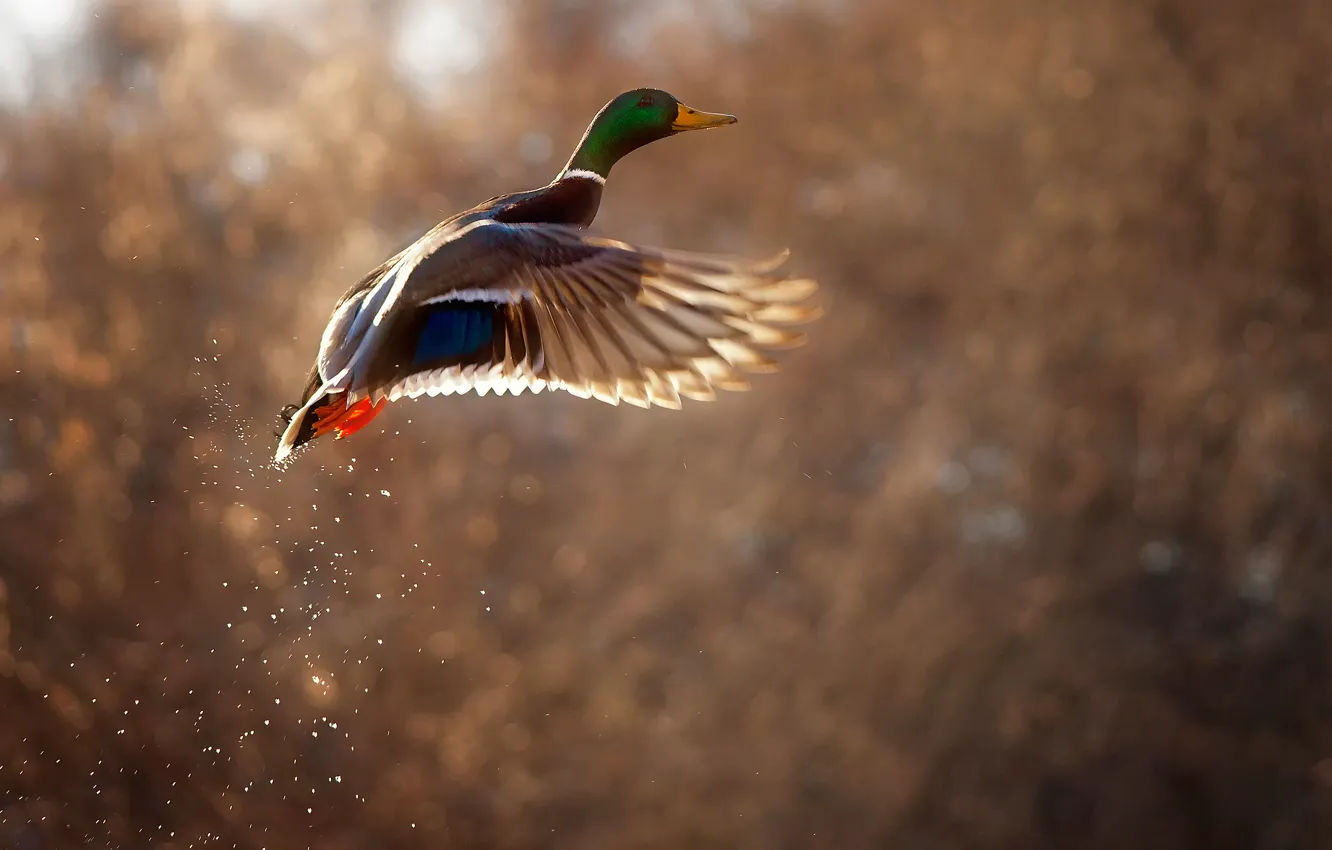 Photo wallpaper drops, background, bird, wings, the rise, duck, bokeh