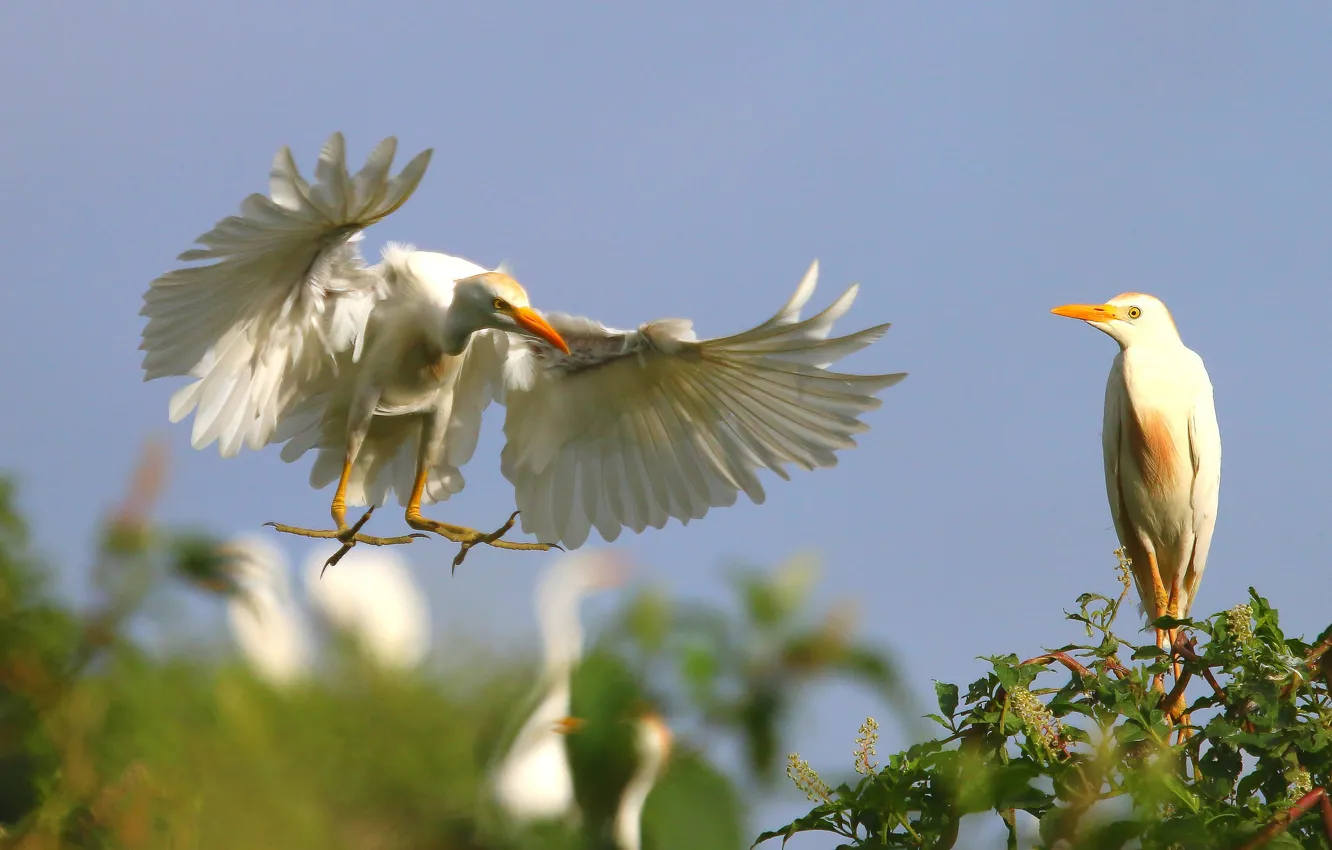 Photo wallpaper the sky, trees, flight, bird, wings, paws, pair, landing