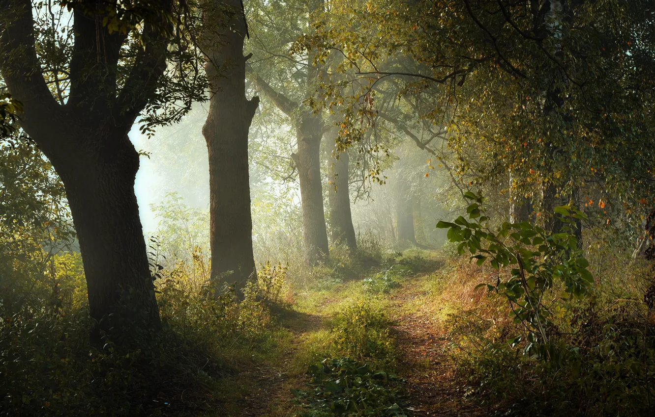 Photo wallpaper forest, trees, landscape, nature, Park, track, path, Radoslaw Dranikowski