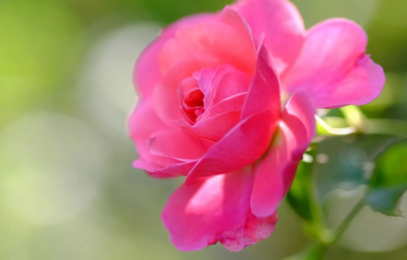 Photo wallpaper macro, roses, buds, bokeh