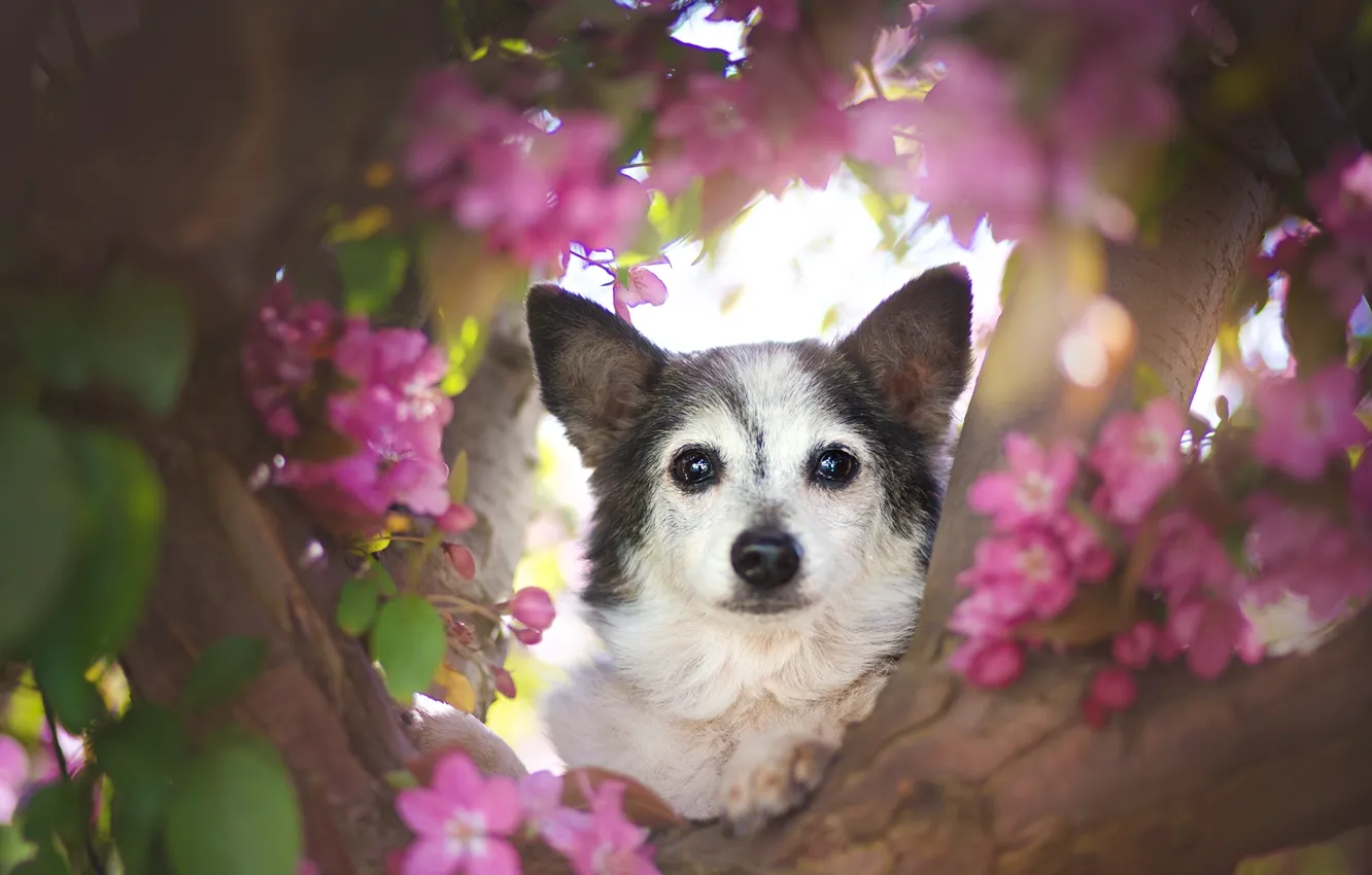 Photo wallpaper look, face, tree, dog, flowers