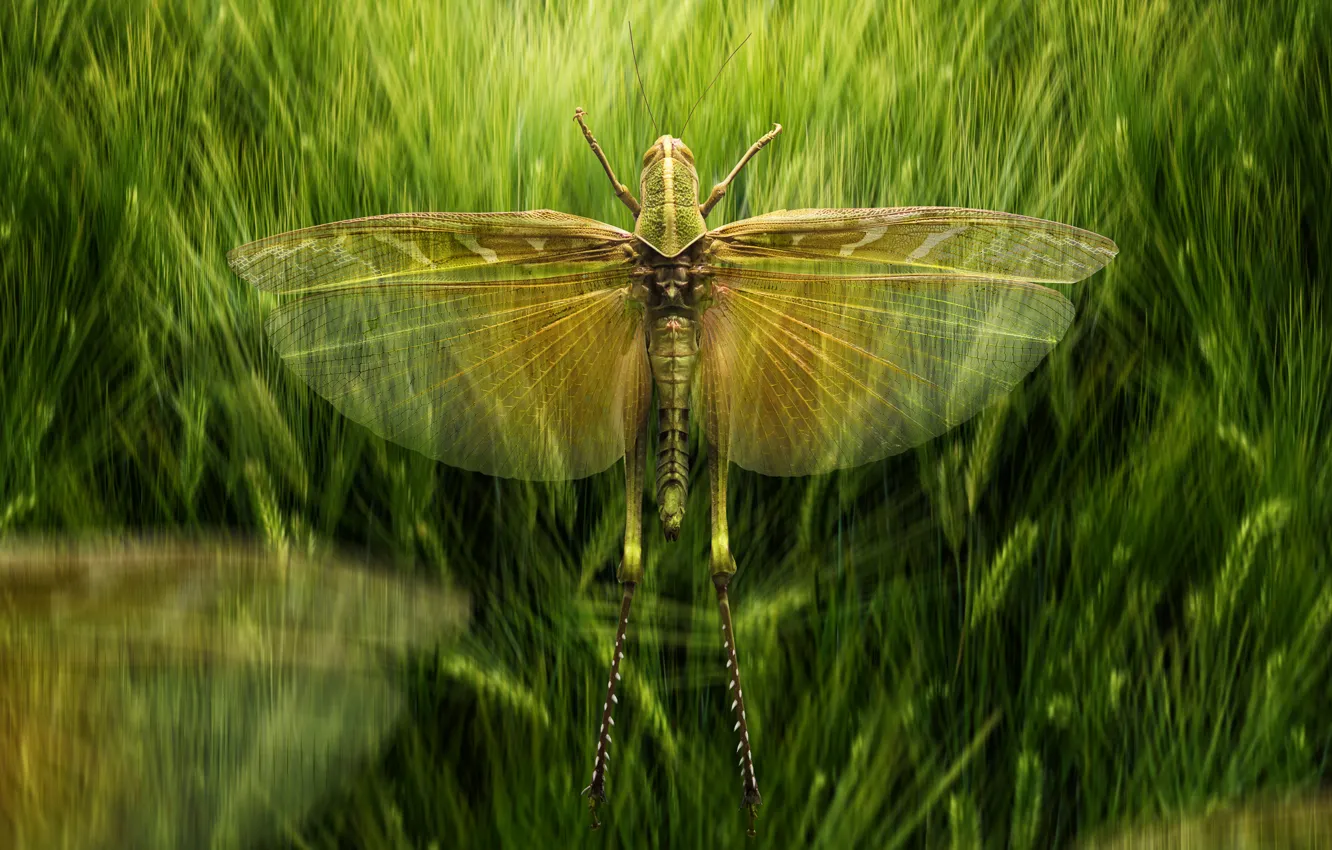 Photo wallpaper wings, locust, The swarm's leader