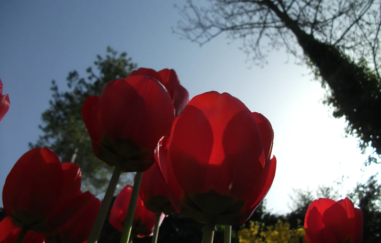 Photo wallpaper red, flower, sky, tulips, bottom, plant