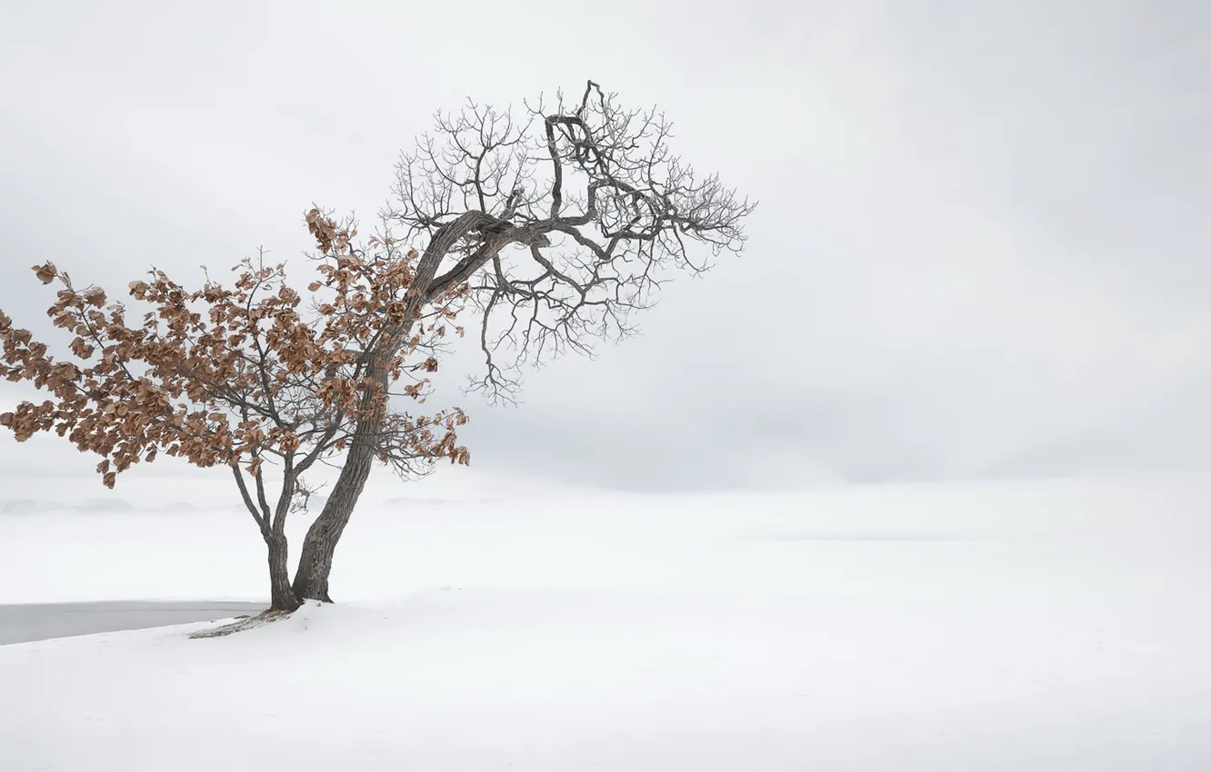 Photo wallpaper winter, nature, tree