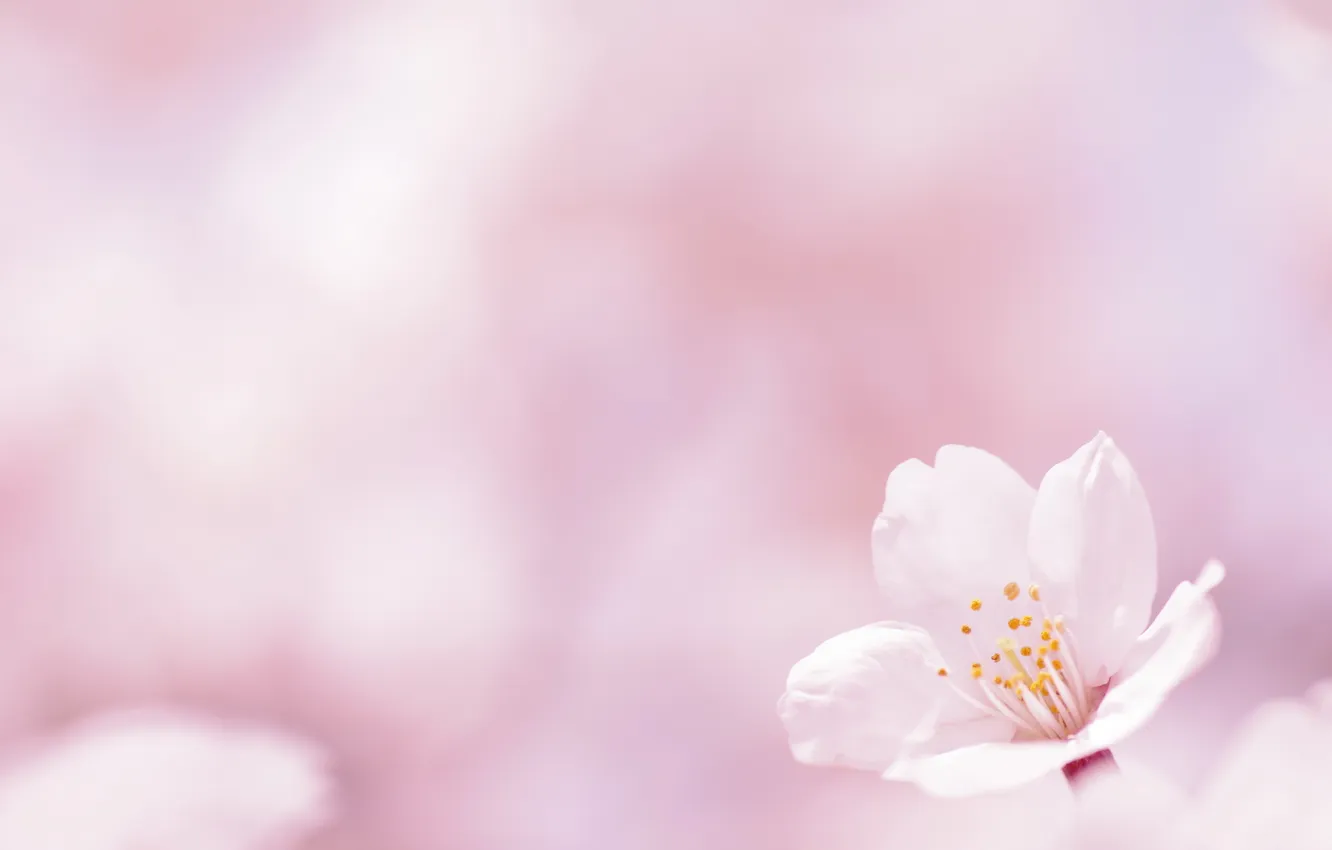 Photo wallpaper flower, background, spring