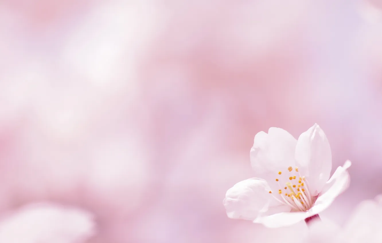 Photo wallpaper flowers, background, spring