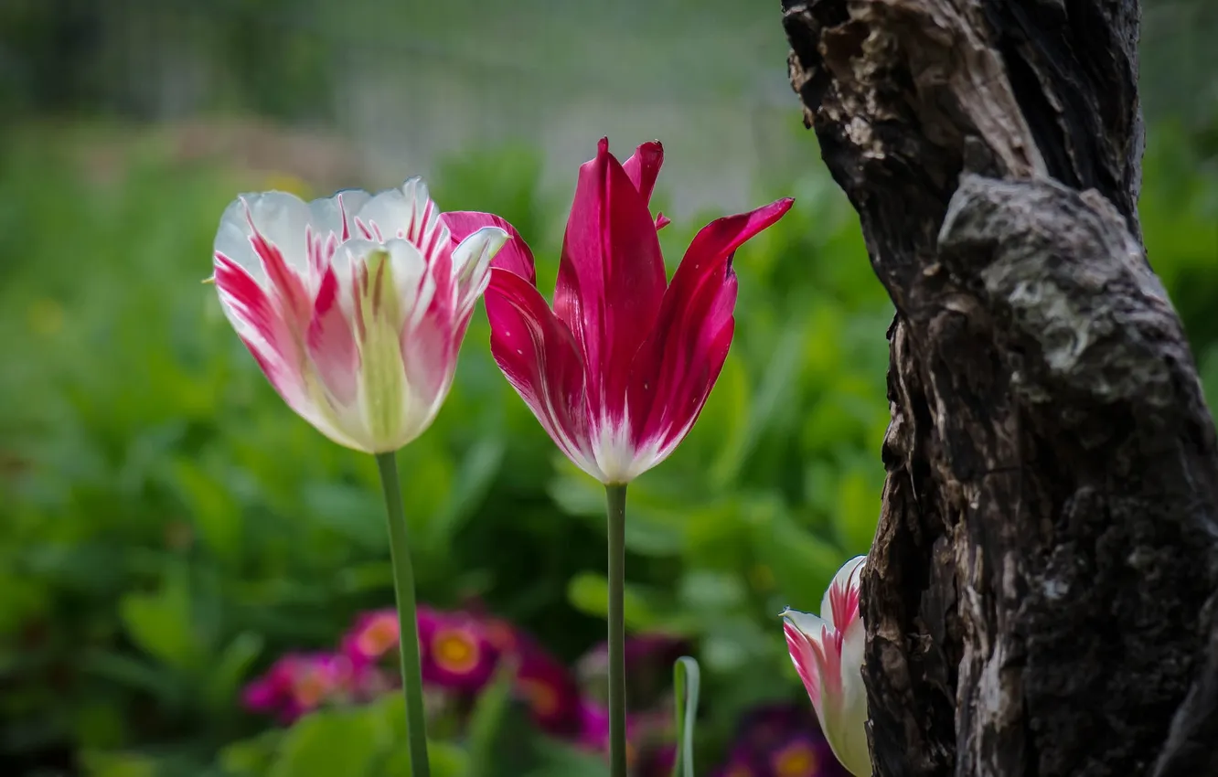 Photo wallpaper trees, flowers, petals, garden, tulips, trunk