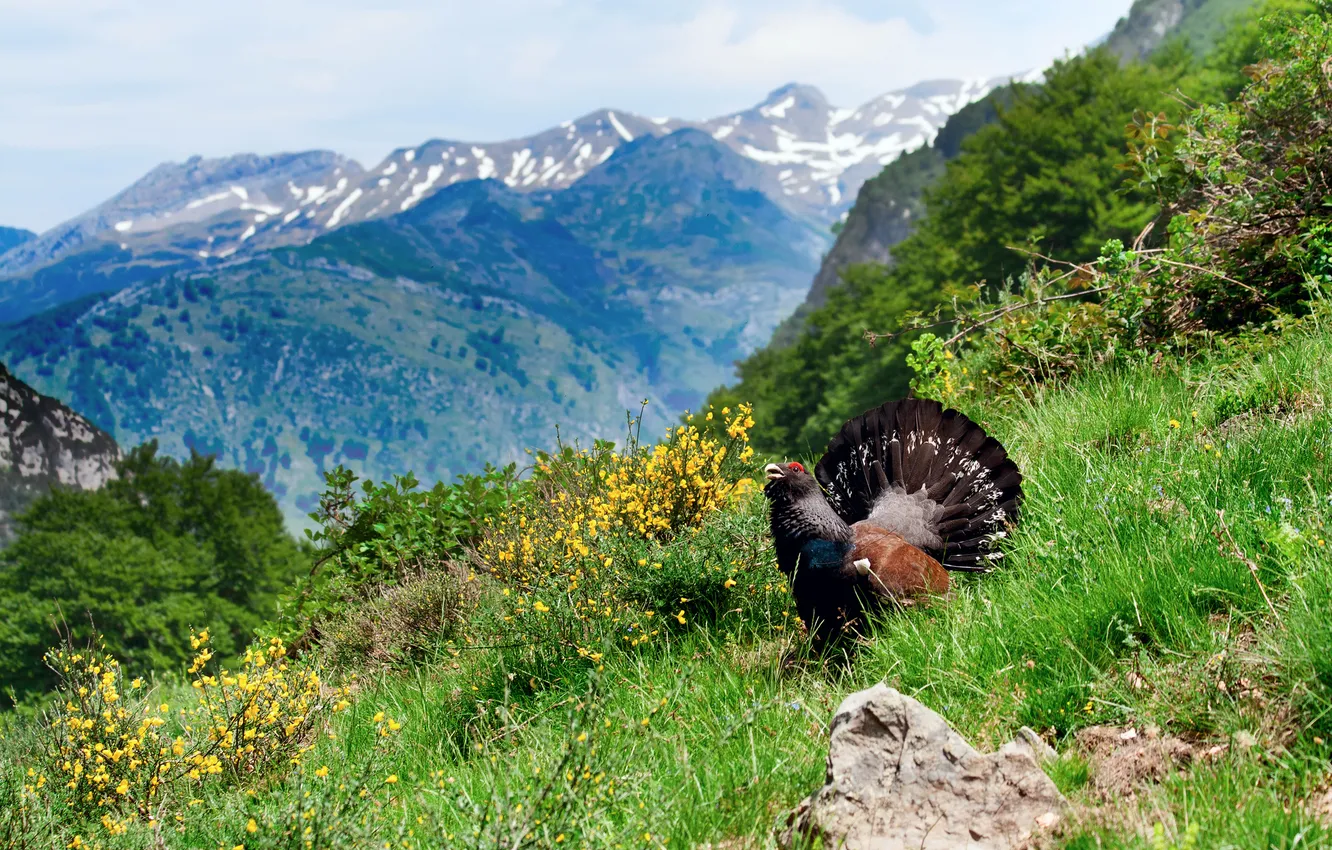 Photo wallpaper forest, summer, grass, mountains, bird, slope, grouse