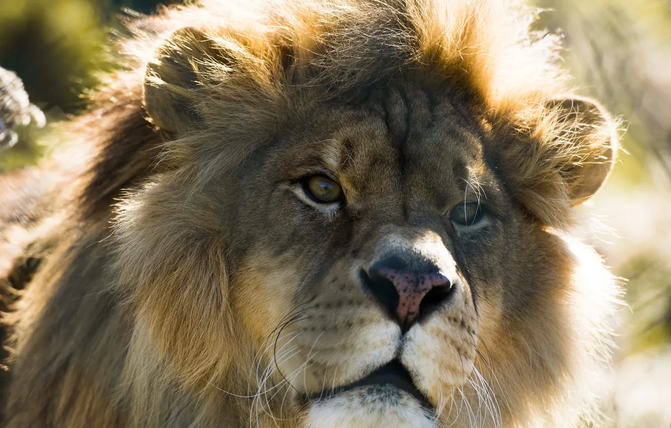 Photo wallpaper face, predator, Leo, mane, wild cat