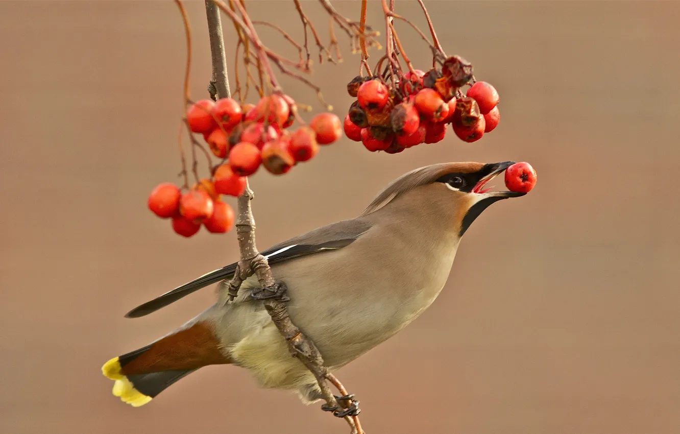 Photo wallpaper branches, red, berries, background, bird, the Waxwing