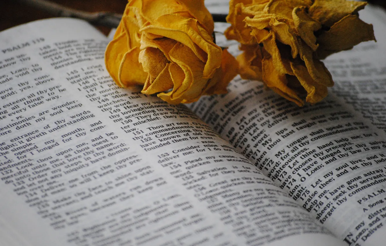 Photo wallpaper flowers, text, the inscription, roses, the Bible