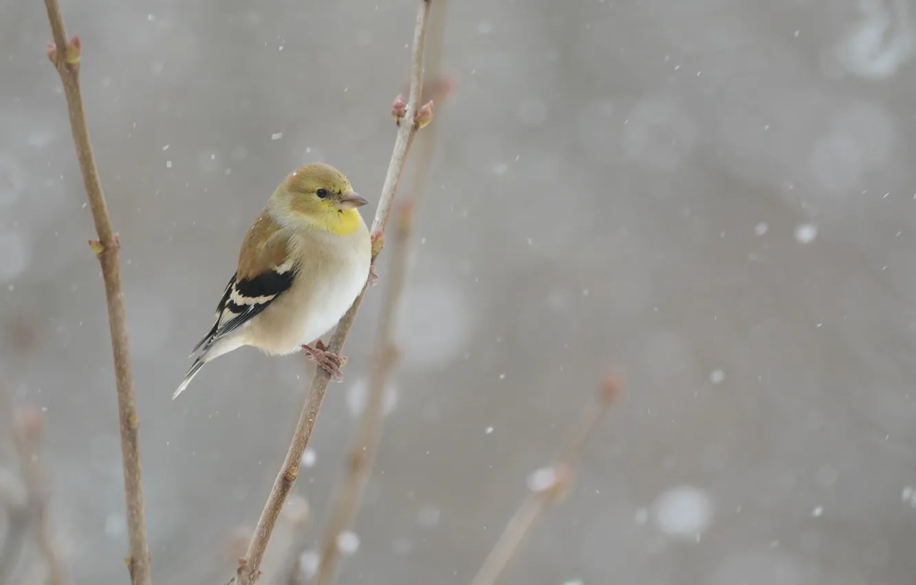 Photo wallpaper bird, winter, snowing
