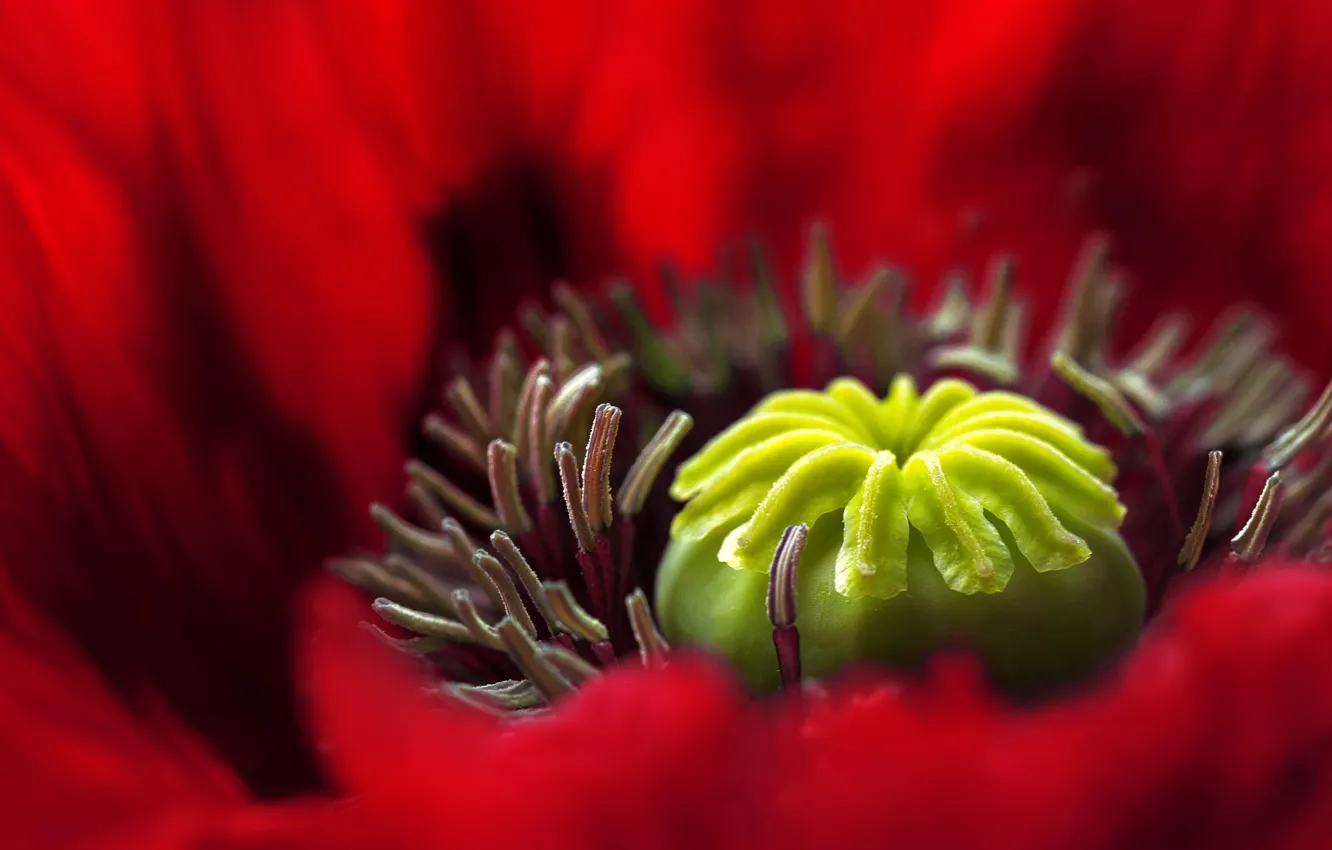 Photo wallpaper flowers, red, Mac, petals, stamens, pistil
