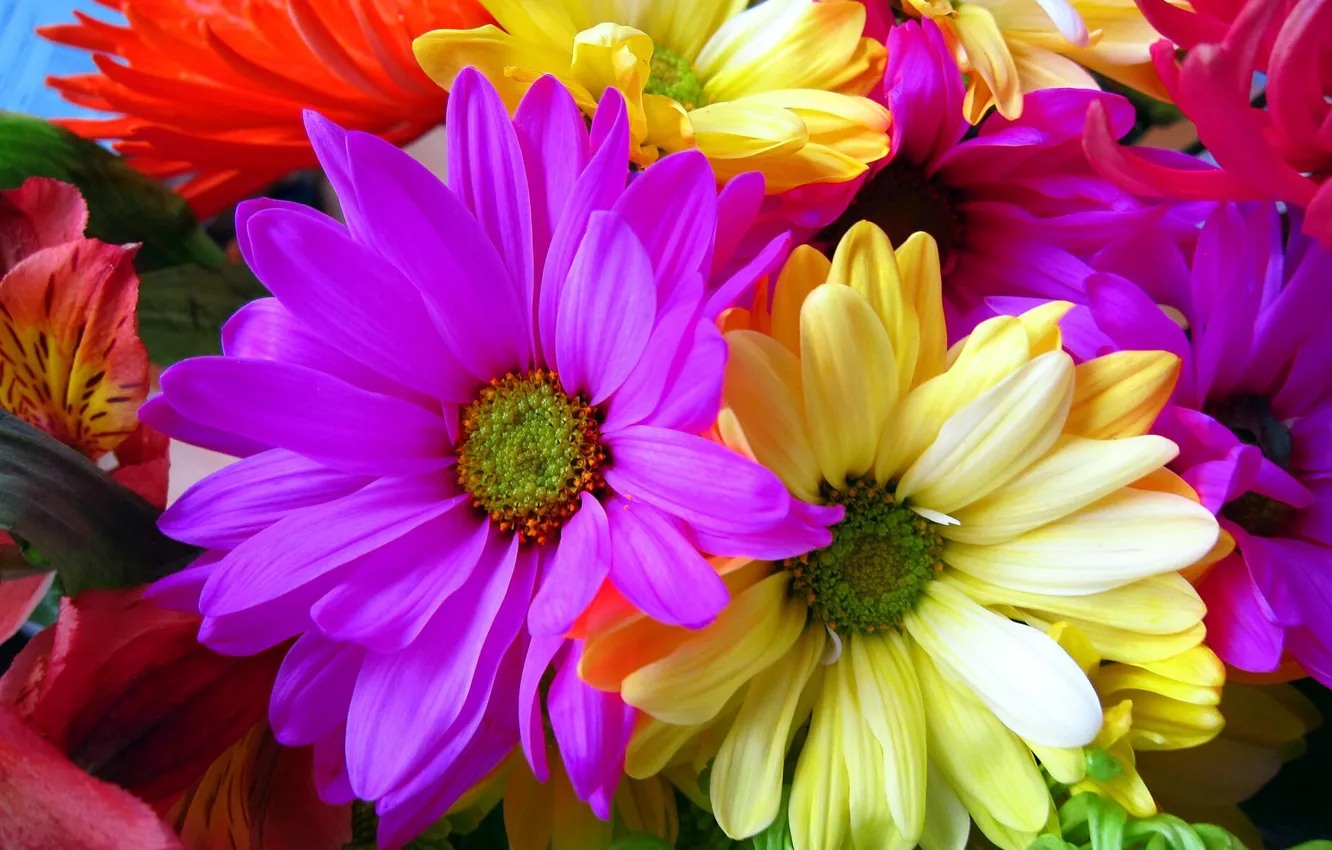 Photo wallpaper flowers, bright, dahlias