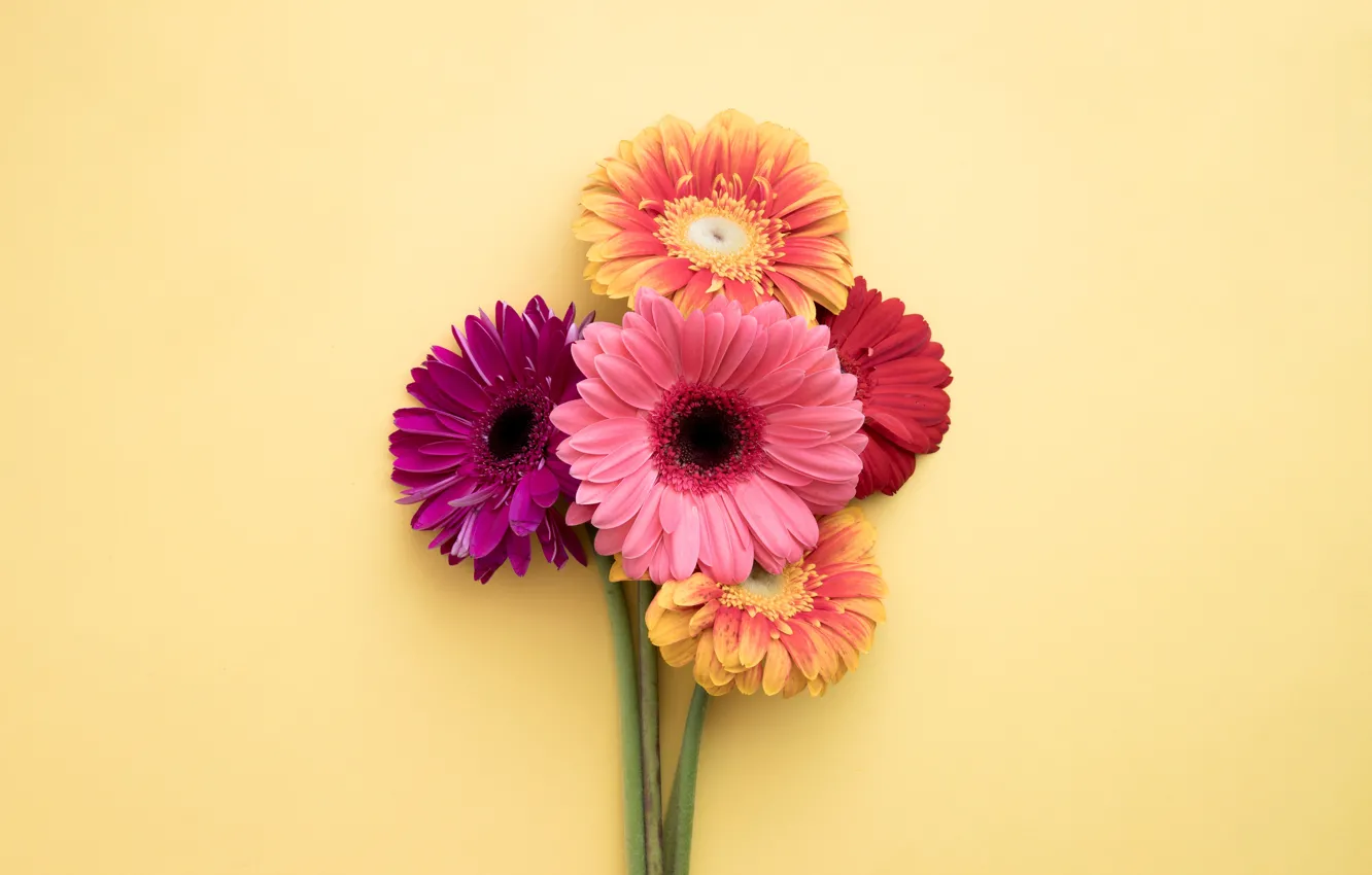 Photo wallpaper flowers, colorful, gerbera, pink, flowers, spring, gerbera