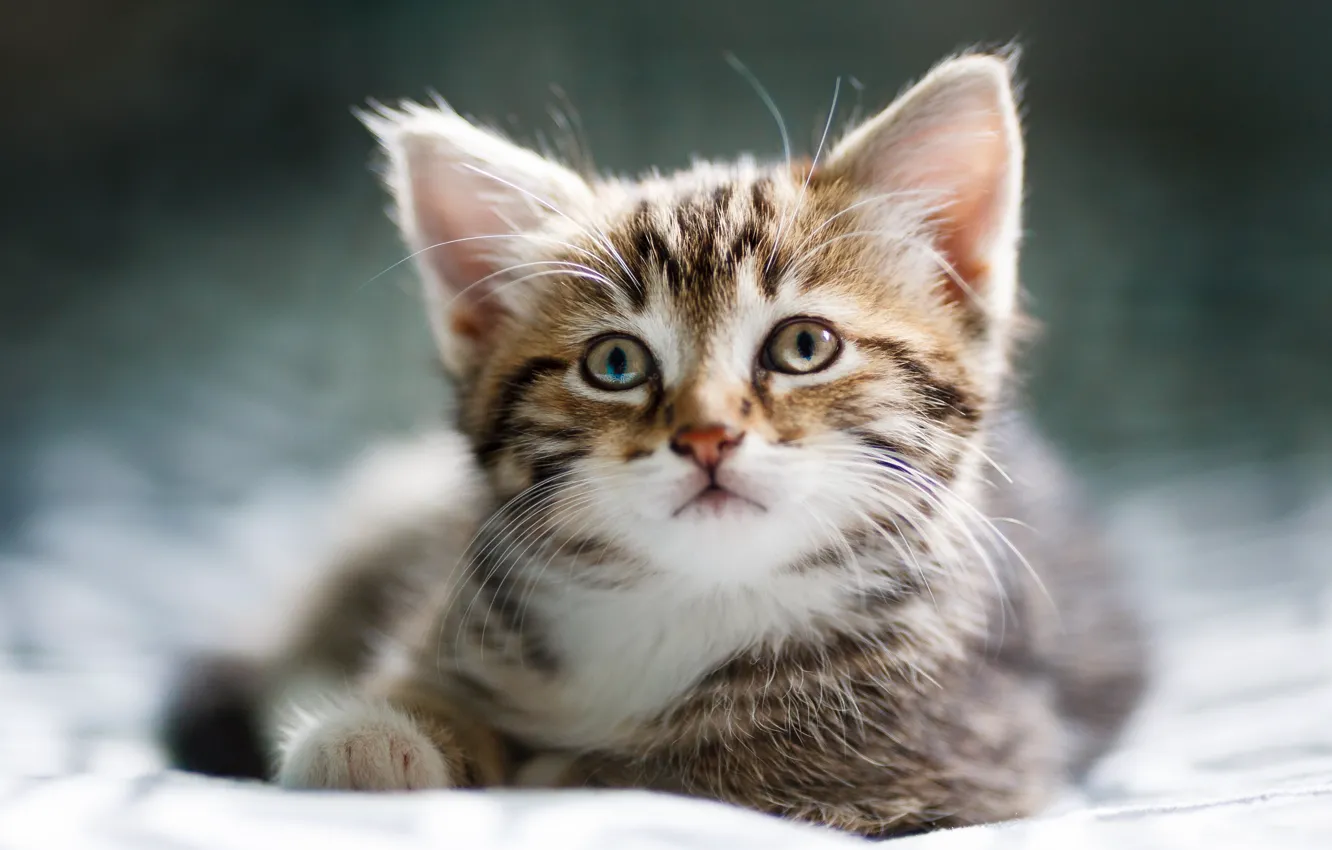 Photo wallpaper cat, look, sweetheart, portrait, lies, kitty, face, bokeh