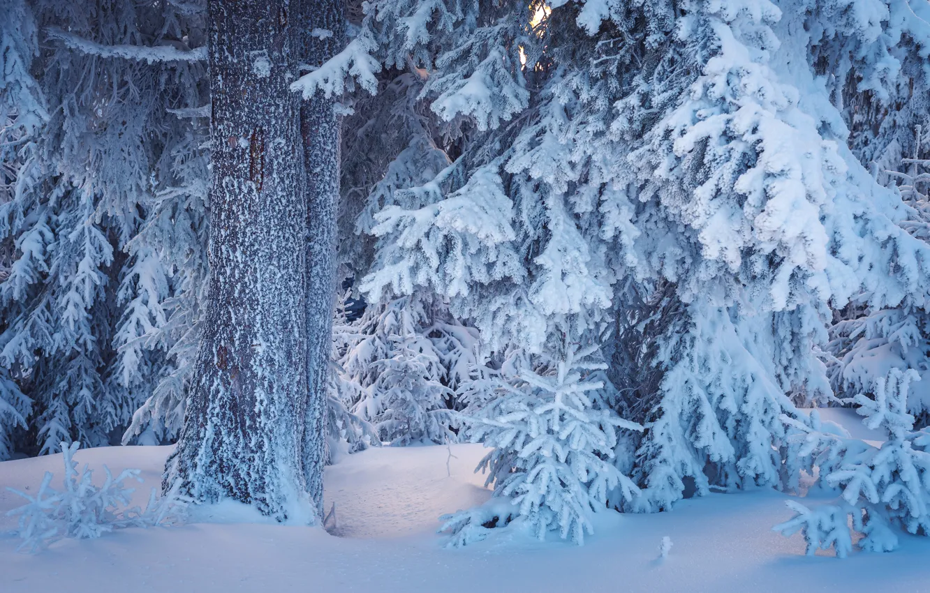 Photo wallpaper winter, forest, snow, trees, branches, the snow