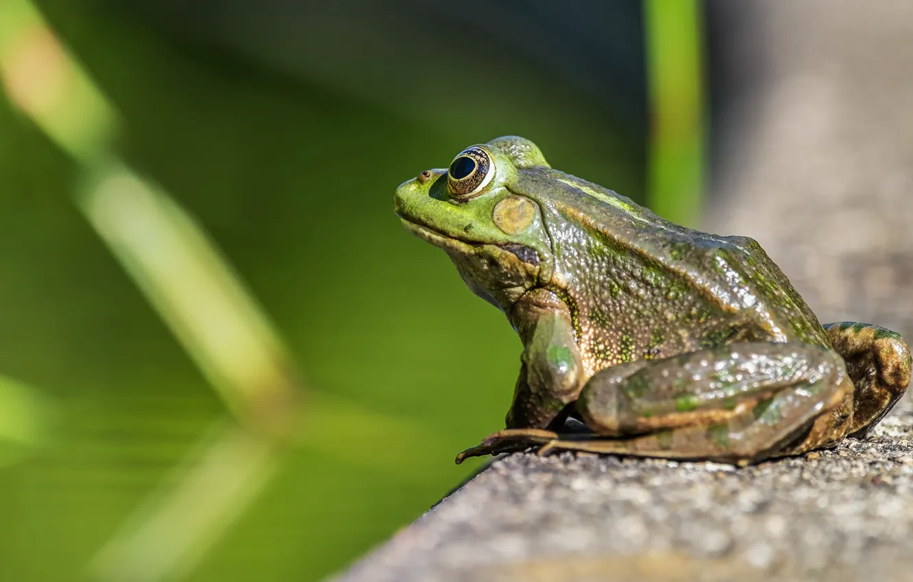 Photo wallpaper look, pose, green, background, frog, the fence, fountain, back