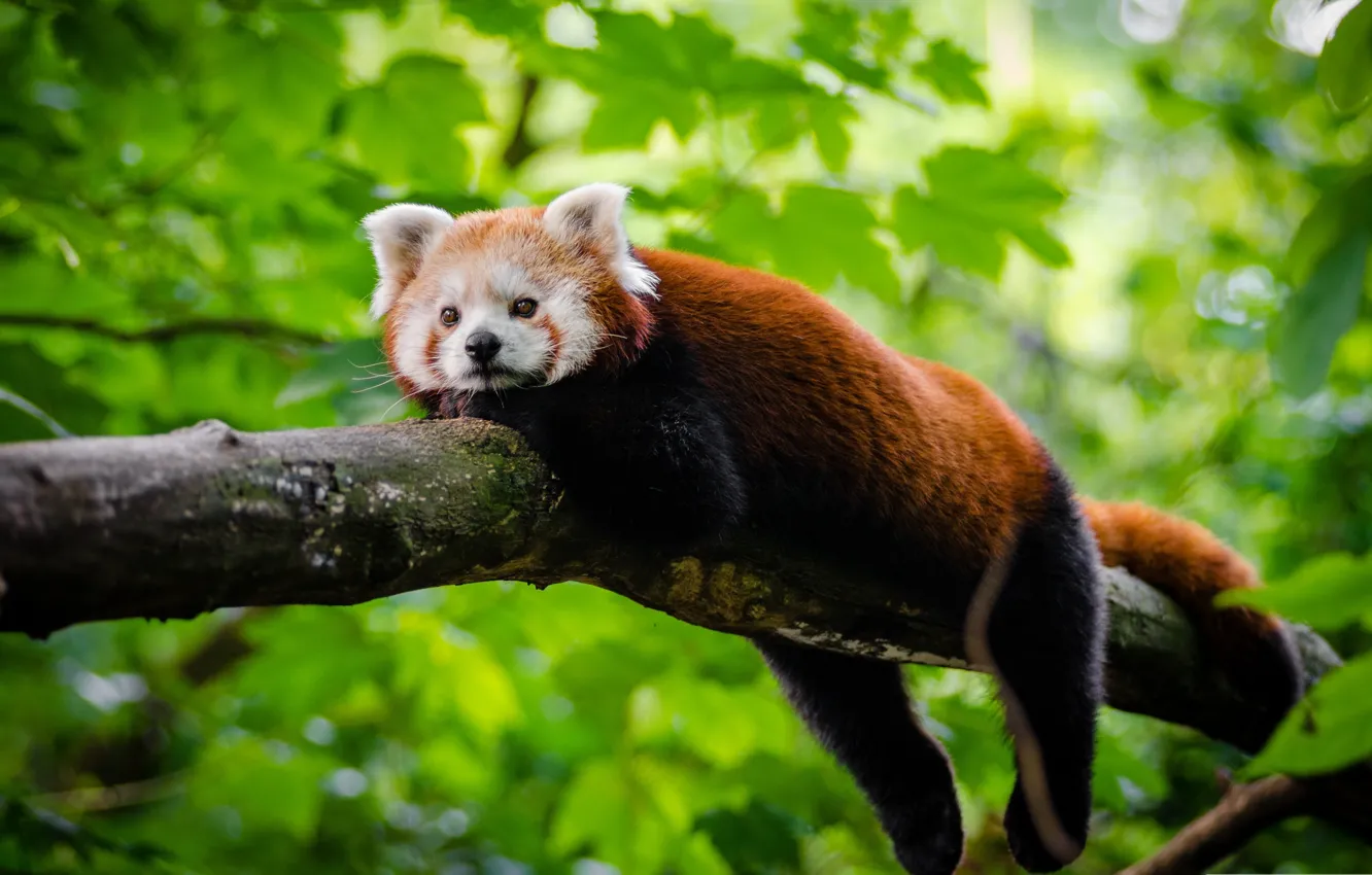 Photo wallpaper leaves, tree, stay, red Panda, red Panda