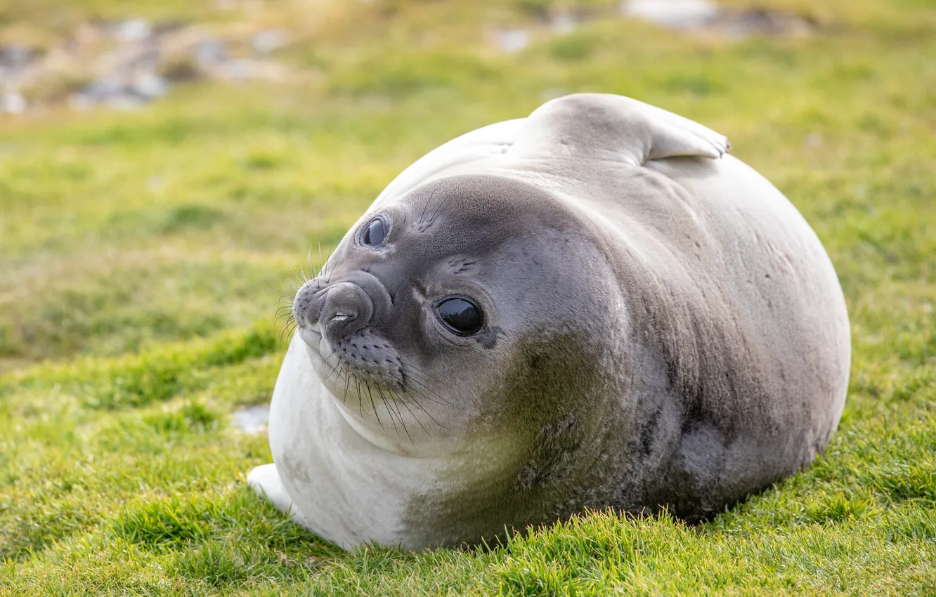 Photo wallpaper grass, look, face, round, sweetheart, glade, seal, baby