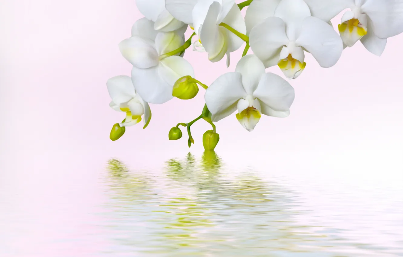 Photo wallpaper macro, flowers, beauty, white, white, orchids, Orchid, flowers