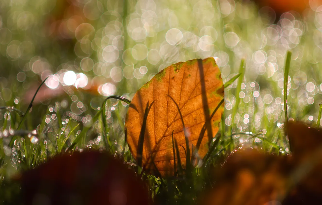 Photo wallpaper autumn, grass, leaves, drops, light, Rosa, glare, leaf