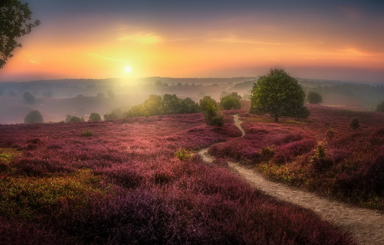 Photo wallpaper field, summer, the sky, the sun, clouds, light, trees, flowers