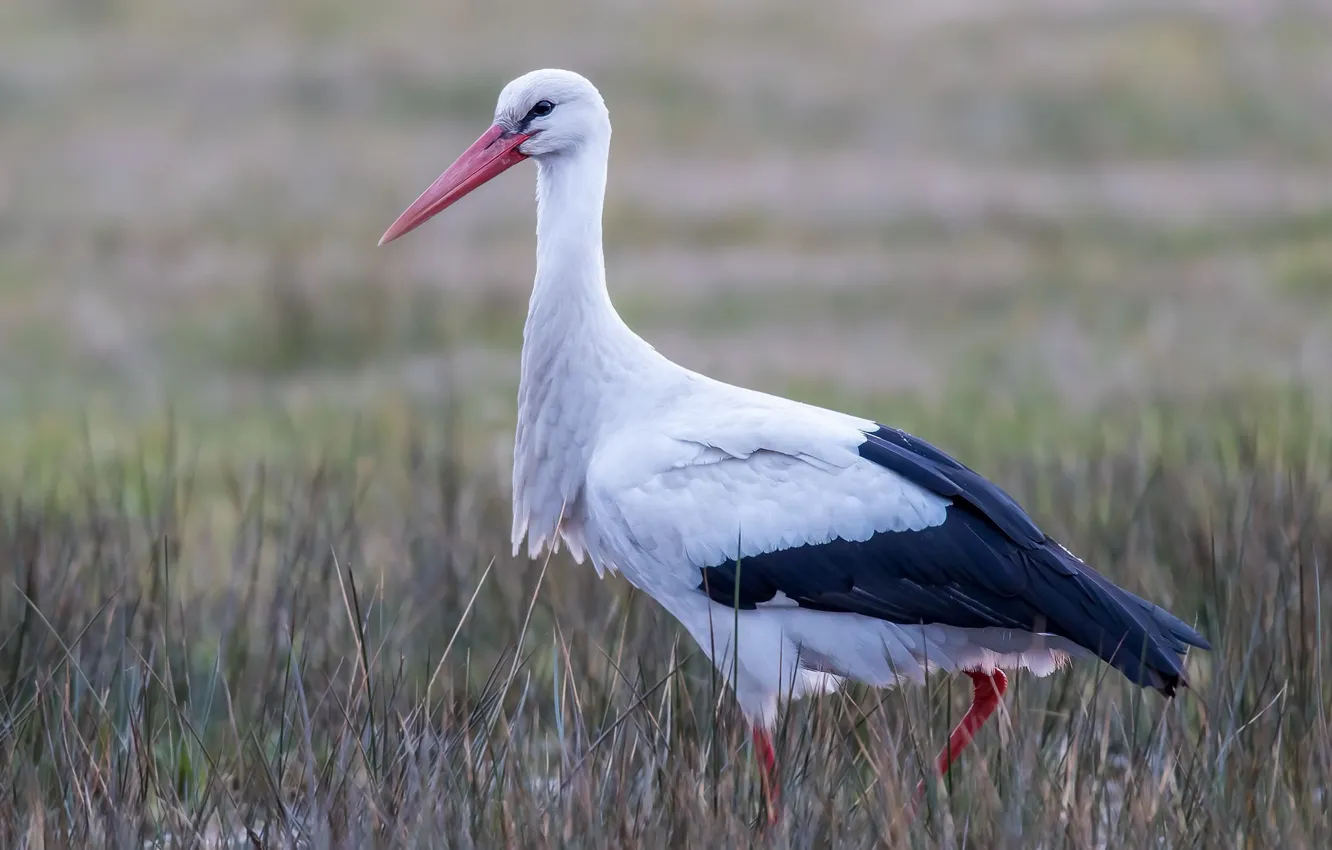 Photo wallpaper nature, bird, stork