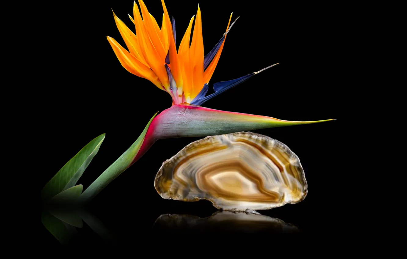 Photo wallpaper flower, exotic, quartz, agate