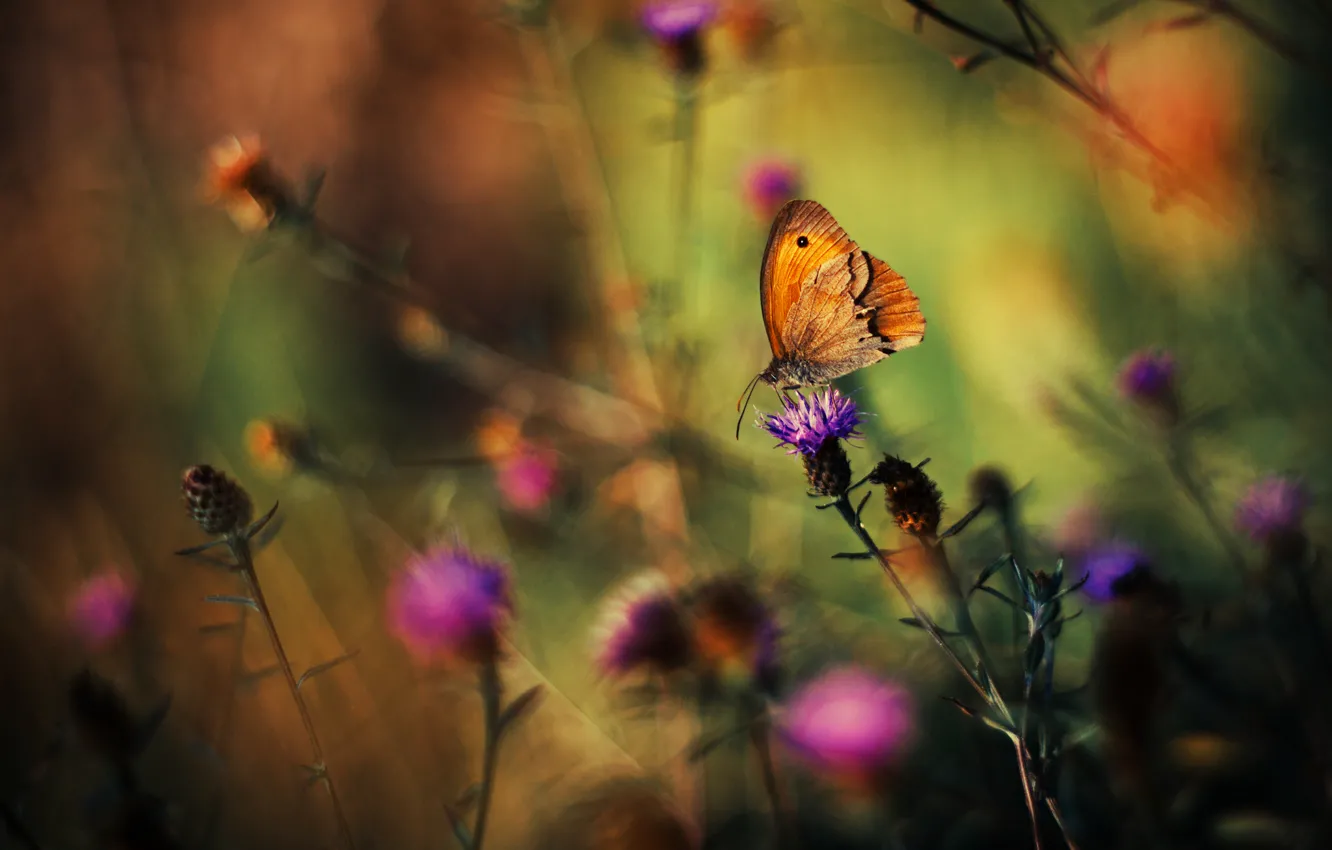 Photo wallpaper grass, flowers, background, butterfly, plants