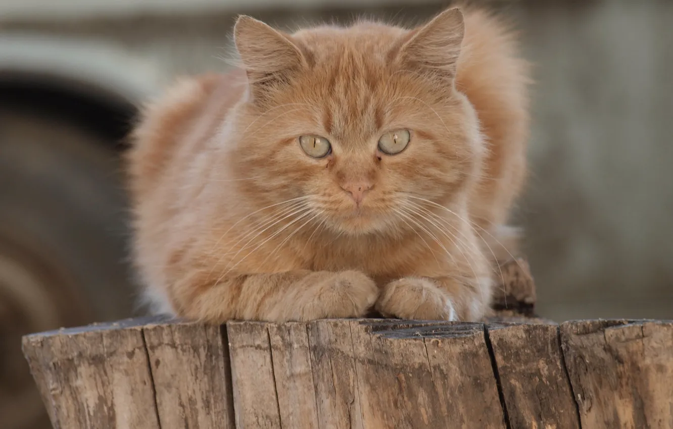 Photo wallpaper look, red cat, cat