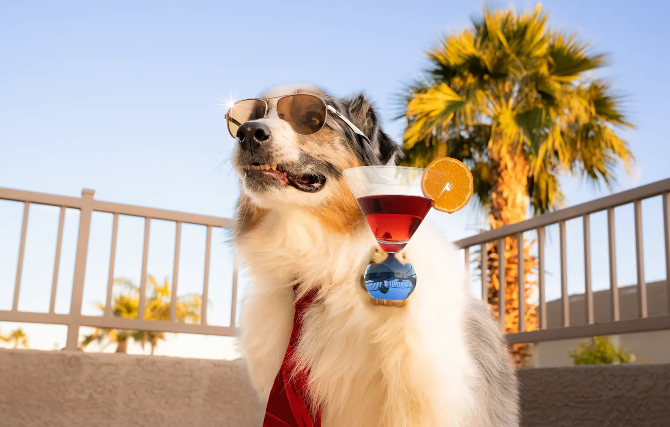 Photo wallpaper palm trees, stay, glass, dog, the fence, tie, cocktail, sunglasses