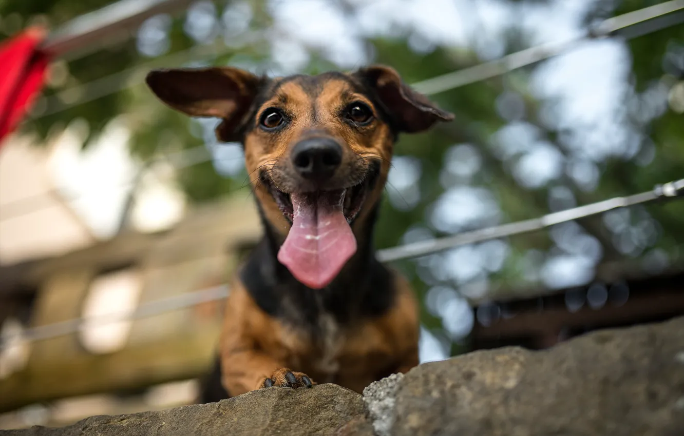 Photo wallpaper language, look, face, joy, mood, dog