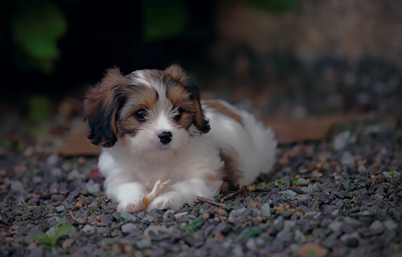 Photo wallpaper look, each, dog