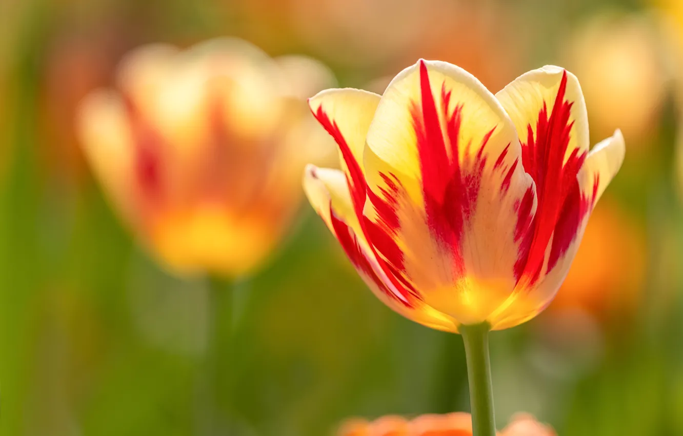 Photo wallpaper macro, petals, tulips, bokeh